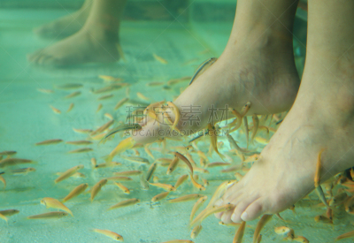 spa美容,替代疗法,鱼类,皮肤,温泉鱼疗,水,美,四肢,水平画幅,足