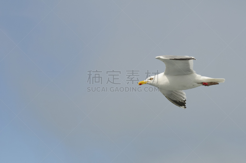 欧洲银鸥,天空,水平画幅,蓝色,鸟类,黑脊鸥,动物身体部位,赛奥特,户外,德国北海地区