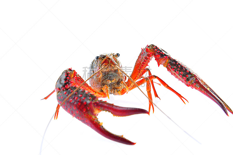 龙虾,白色背景,水平画幅,海产,熟食店,组物体,图像,充满的,海洋,红色