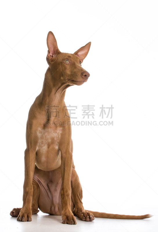 法老王猎犬,垂直画幅,机敏,褐色,纯种犬,可爱的,法老,白色背景,面部表情,背景分离