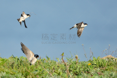 自然,野生动物,水平画幅,无人,白腹毛脚燕,鸟类,野外动物,北美歌雀,动物主题,家燕