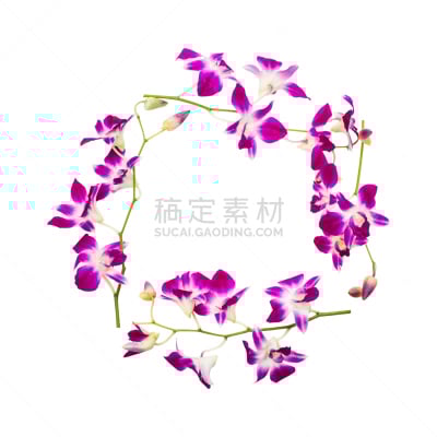 兰花,分离着色,边框,在上面,花蕾,背景分离,风景,白色背景,圆形,花