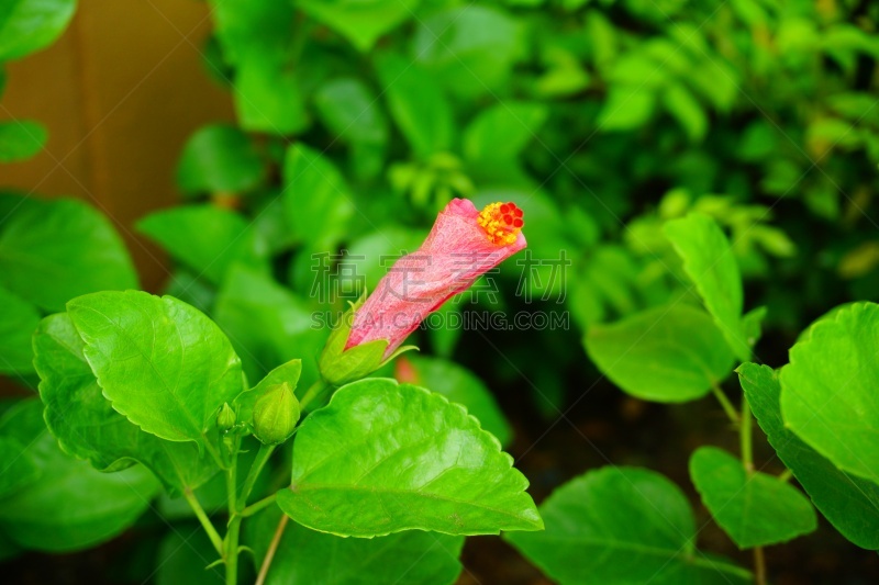 粉色,阿罗哈,月季,花柱头,雌蕊,雄蕊,美,水平画幅,无人,夏天