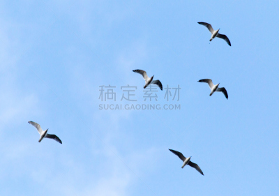 鸟类,天空,无人,哈萨克斯坦,图像,印度野生动物园,水平画幅,高尔夫球运动,大自然保护协会,旅行者锦标赛