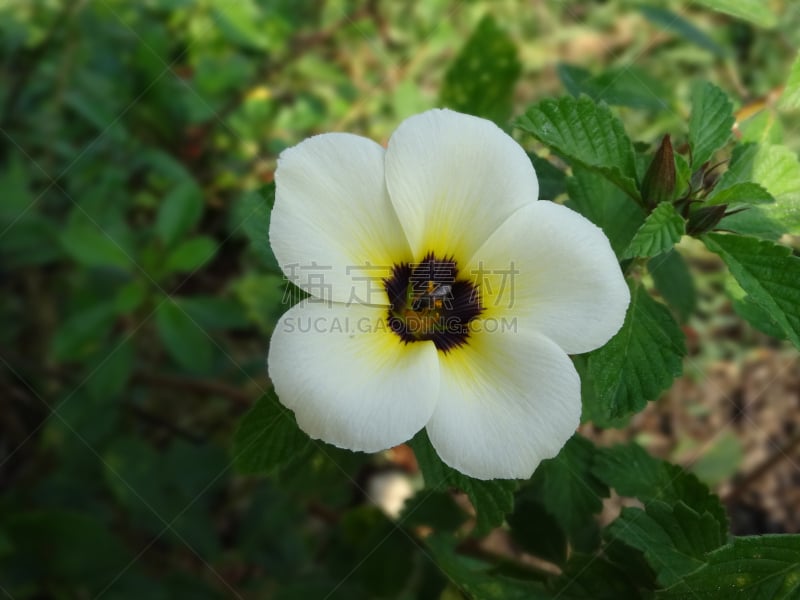 桤树,黄色,西番莲,水平画幅,无人,热带的花,特写,摄影