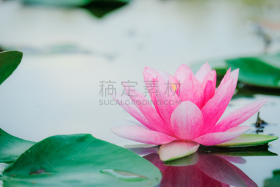 荷花,池塘,粉色,睡莲,自然美,热带气候,泰国,禅宗,春天,水生动植物