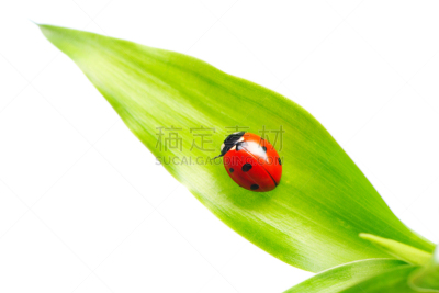 瓢虫,水平画幅,无人,夏天,草,特写,刀刃草,白色,植物,彩色图片