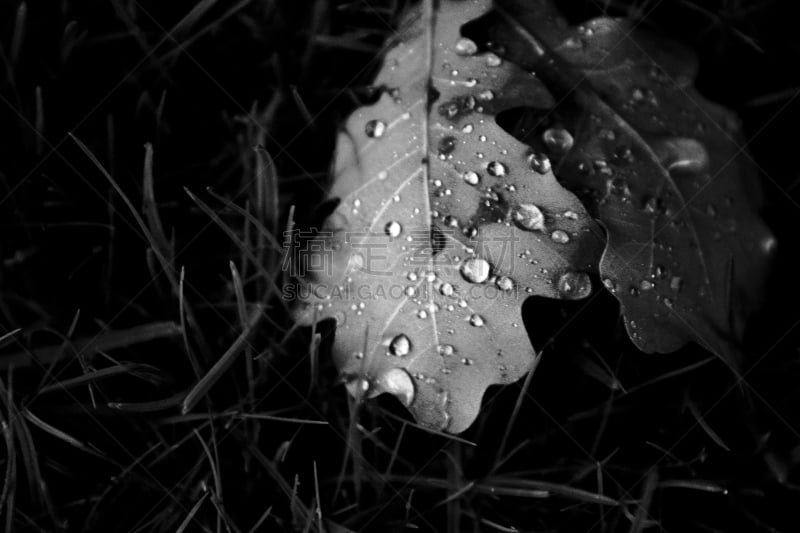 雨滴,两个物体,黑白图片,叶子,有包装的,自然,水,水平画幅,无人,阴影