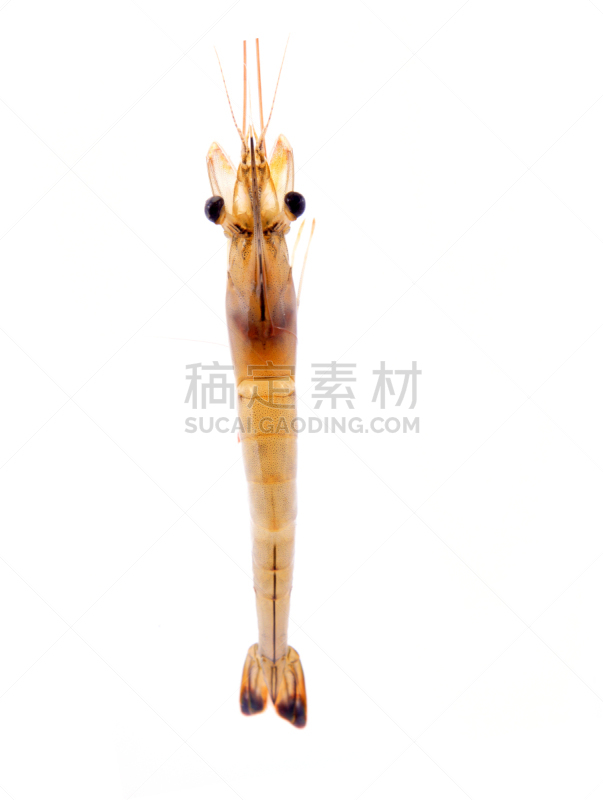 特写,清新,明虾,白色背景,垂直画幅,络腮胡子,灰色,生食,维生素,海产