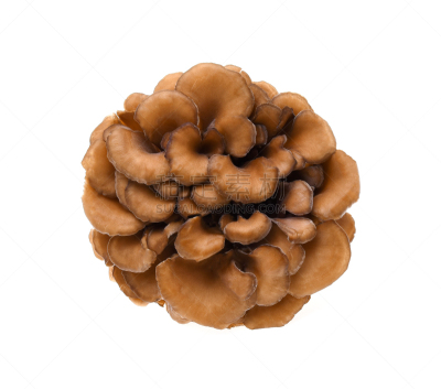 蘑菇,白色背景,舞茸蘑菇,孢子,母鸡,褐色,水平画幅,纤维,动物身体部位,泰国