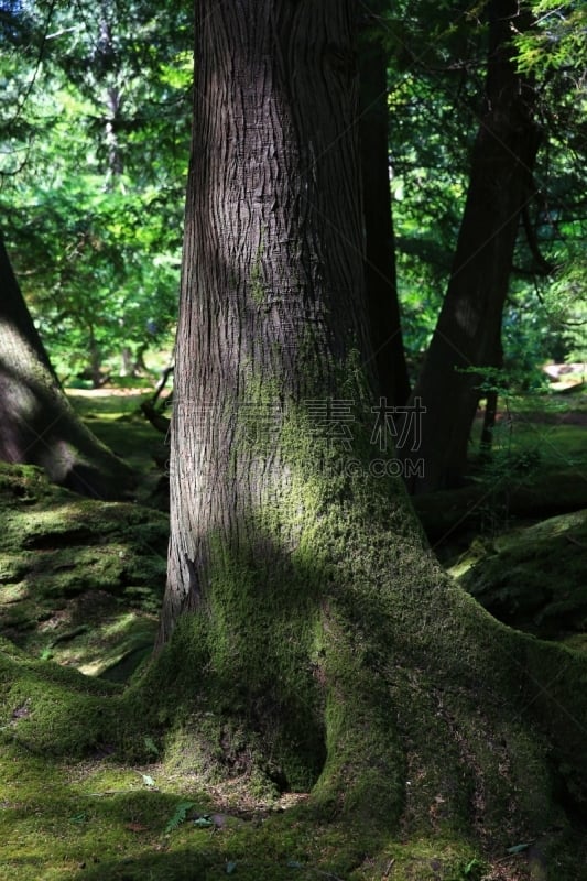 苔藓,树干,垂直画幅,绿色,西雅图,无人,早晨,户外,班布里奇艾斯兰德,2015年