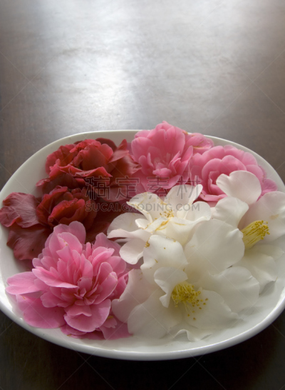 茶花,仅一朵花,餐具,垂直画幅,温带的花,仿旧磨损的效果,无人,红色,白色,春天