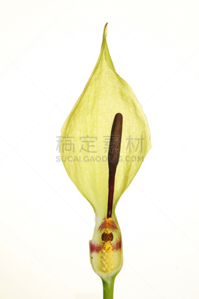杜鹃鸟,牛奶瓶,肉穗花序,垂直画幅,女人,绿色,雄蕊,背景分离,野生植物,白色