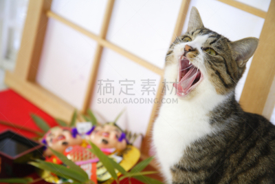 猫,是,婴儿,圆颅党,枡,耙子,水平画幅,无人,日本,图像