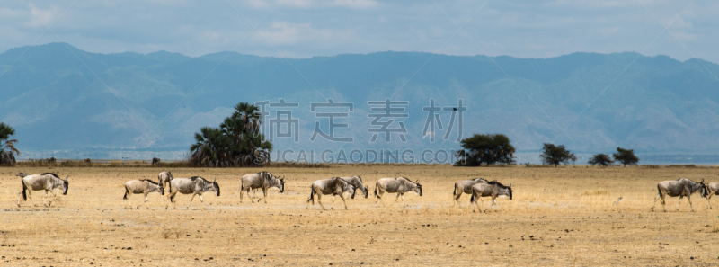 非洲大羚,蓝牛羚,喀拉哈大羚羊国家公园,卡格拉格帝边境公园,喀拉哈里沙漠,水平画幅,食草动物,野外动物,户外,哺乳纲
