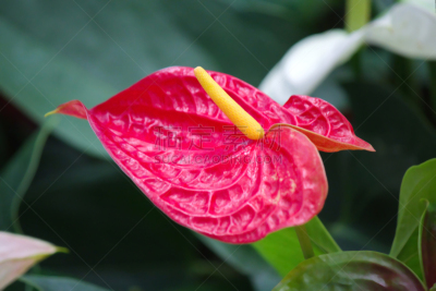 花烛属,肉穗花序,仅一朵花,自然,水平画幅,形状,无人,夏天,特写,华丽的