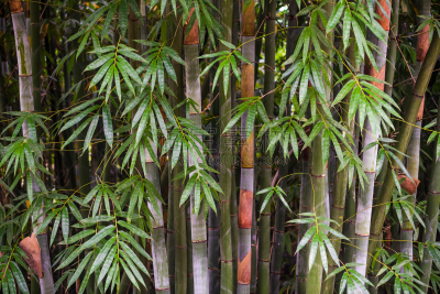 竹,特写,日光,清新,热带气候,环境,枝繁叶茂,禅宗,草,色彩鲜艳
