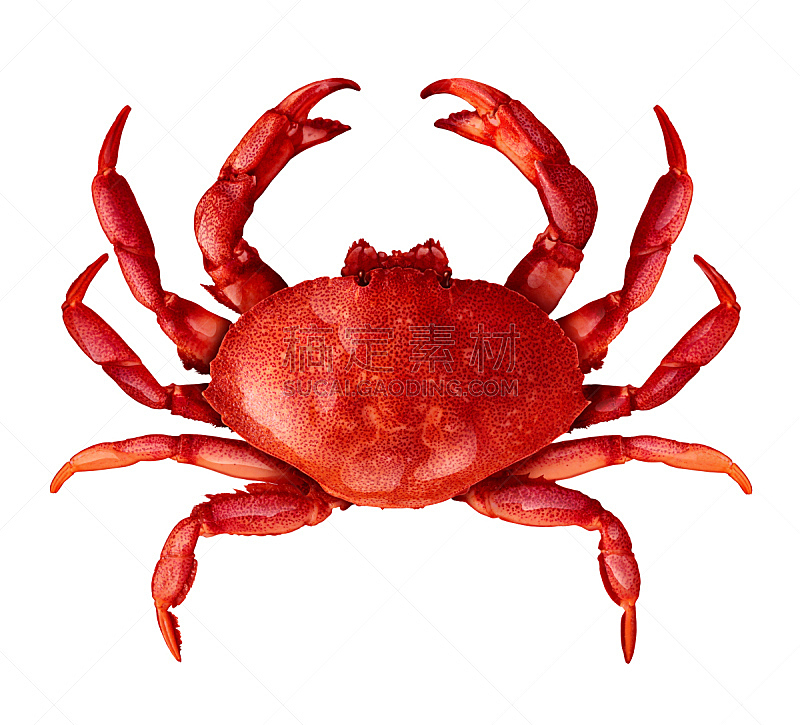 螃蟹,分离着色,躯干,饮食,煮食,动物的外骨骼,水平画幅,正上方视角,膳食,海产