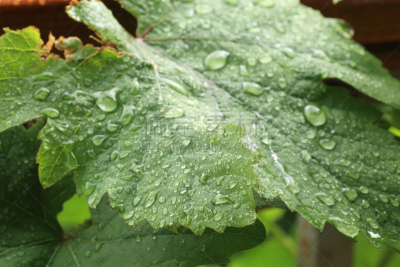雨滴,叶子,葡萄,水,水平画幅,无人,夏天,特写,俄罗斯,折射
