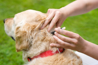 犬蜱,搬家卡车,狗,寄生的,纯种犬,健康保健,部分,一个人,蜱,生病