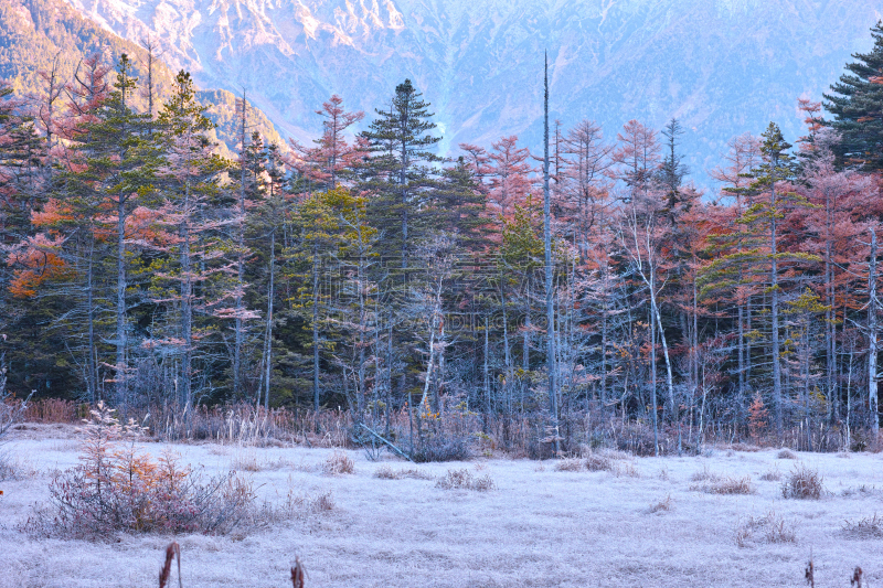 早晨,湿地,秋天,日本落叶松,日本阿尔卑斯山脉,水,里山,草原,水平画幅,长野县