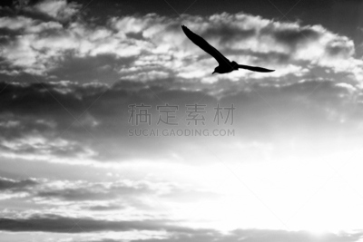天空,鸟类,云,水平画幅,2015年,光,日光,黑白图片,太阳,晴朗