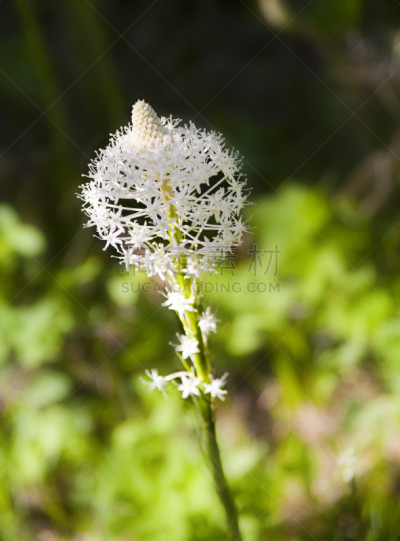 熊草,滑铁泸国家高原,根状茎状植物,自然,垂直画幅,阿尔伯塔省,无人,夏天,户外,植物茎