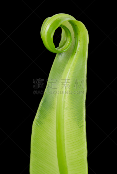 燕窝蕨,自然,垂直画幅,绿色,无人,水龙骨科,特写,螺线,卷着的,新生活