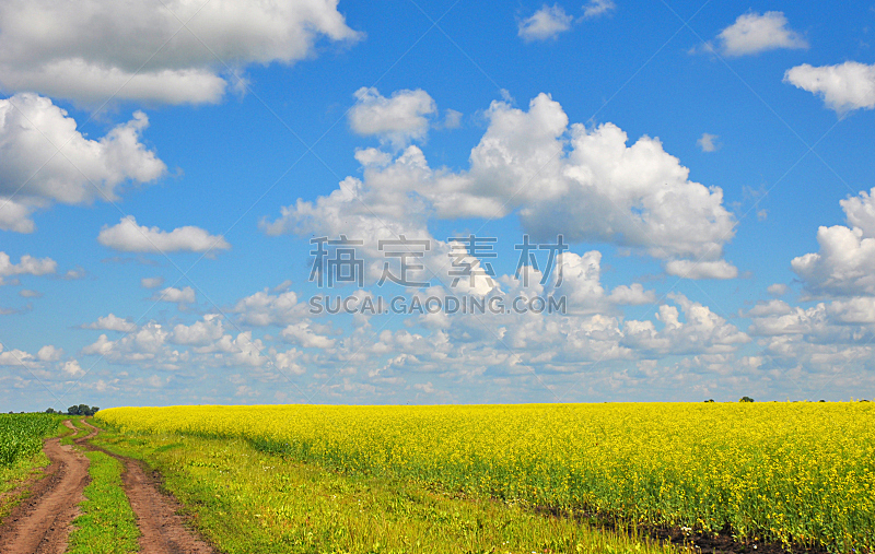 云,天空,黄色,油菜花,田地,乡村路,蓝色,白色,地形,花