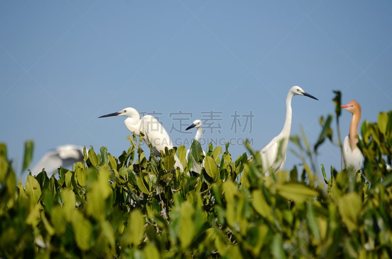 红树林,大白鹭,热带气候,野生动物,环境,白鹭,鹳,脖子,牛白鹭,池塘