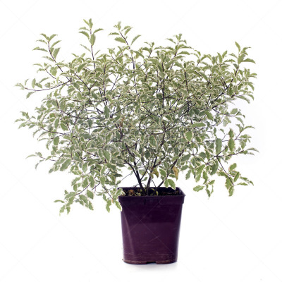海桐花,无人,白色背景,方形画幅,仅一朵花,影棚拍摄,植物,灌木,园艺