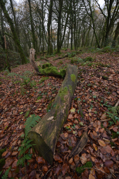 bodmin moor,树林,康沃尔,苔藓,自然,垂直画幅,秋天,无人,英国,户外