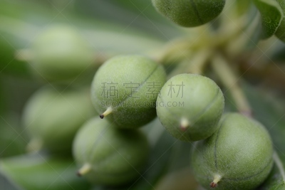 坚果,日本,自然,水平画幅,绿色,水果,无人,海岸地形,特写,植物