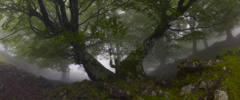 森林,雾,普拉多林荫道,曲尾藓,智利阿伯椒,地球女神,宁静,水平画幅,岩石,秋天