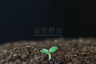 双叶区,留白,水平画幅,无人,泥土,特写,摄影