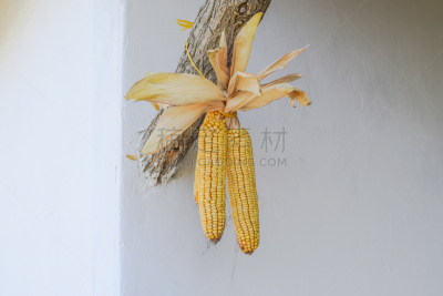 玉米,黄色,悬挂的,衰老过程,夏天,干的,开蚝壳,营养品,复杂,餐饮服务职业