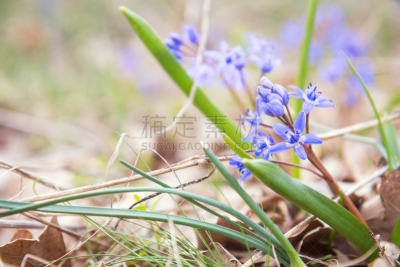 蓝色,野生植物,雪花莲,guaria morada,斯库拉,美,留白,水平画幅,早晨,户外