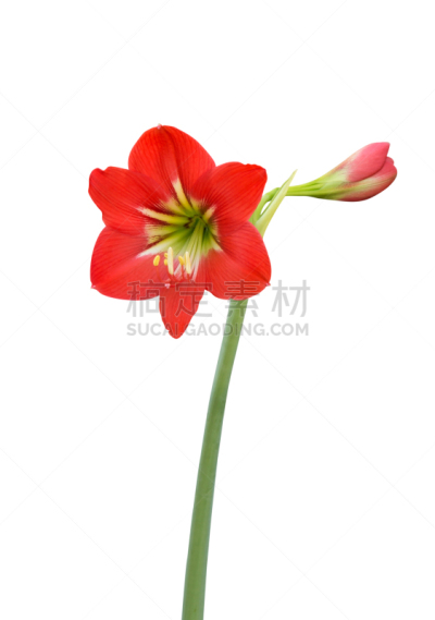 孤挺花,白色背景,婴儿,七瓣莲,花柱头,雄蕊,垂直画幅,美,无人,特写