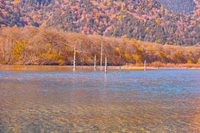 秋天,大正池,梓川,日本落叶松,日本阿尔卑斯山脉,落叶松,水,里山,水平画幅,长野县
