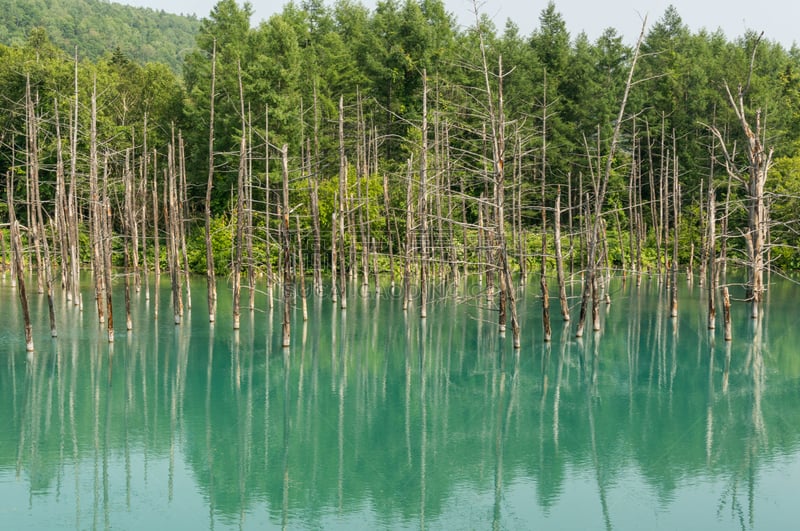 蓝色,池塘,烙心蓝池,富良野盆地,美瑛町,美,里山,国家公园,水平画幅,夏天