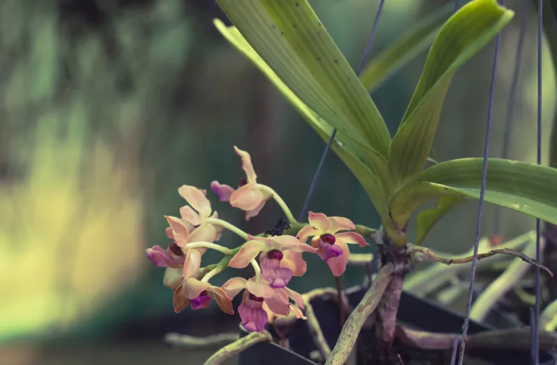 兰花 野生植物 附生植物 水平画幅 绿色 无人 蝴蝶兰 块状 软木塞 篮子图片素材下载 稿定素材