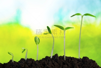 植物,清新,秧苗,新的,泥土,创造力,主动,营养阶段,开端,新生活