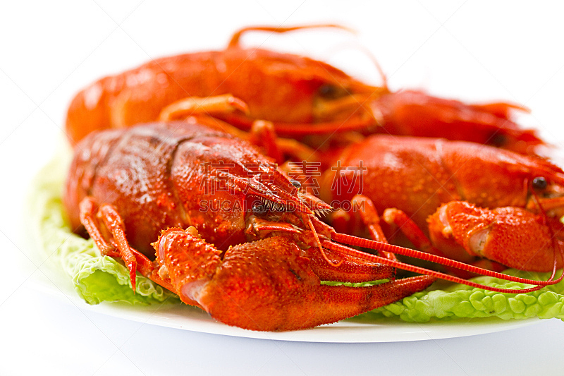 龙虾,罗特地区,煮食,水平画幅,开胃品,膳食,红色,白色,背景,食品