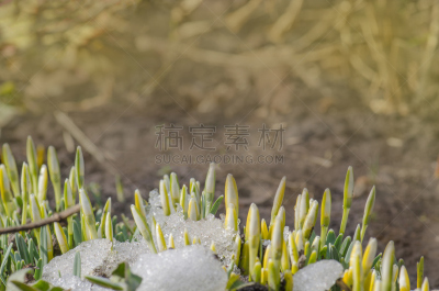 雪花莲,绿色,秧苗,雪,冰块,华丽一英里,垃圾,美,芳香的,水平画幅