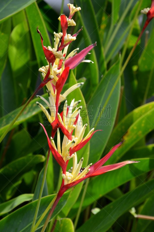 海里康属,parrot's beak海里康属植物,自然,垂直画幅,无人,长尾鹦鹉,户外,草,特写,红色