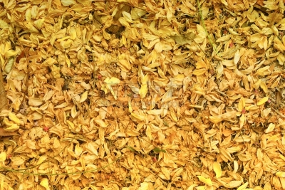 秋天,干的,背景,仅一朵花,室内地面,陆地,自然,水平画幅,无人,抽象
