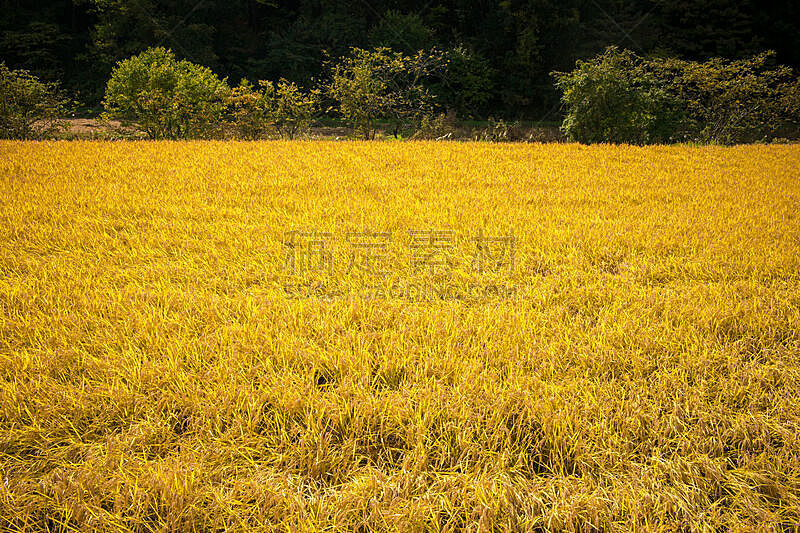 稻,稻田,日本,秋天,风景,农业,长野县,食品,米,主食