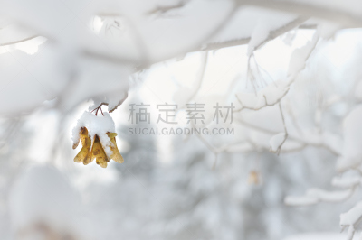 Maple keys covered with white snow