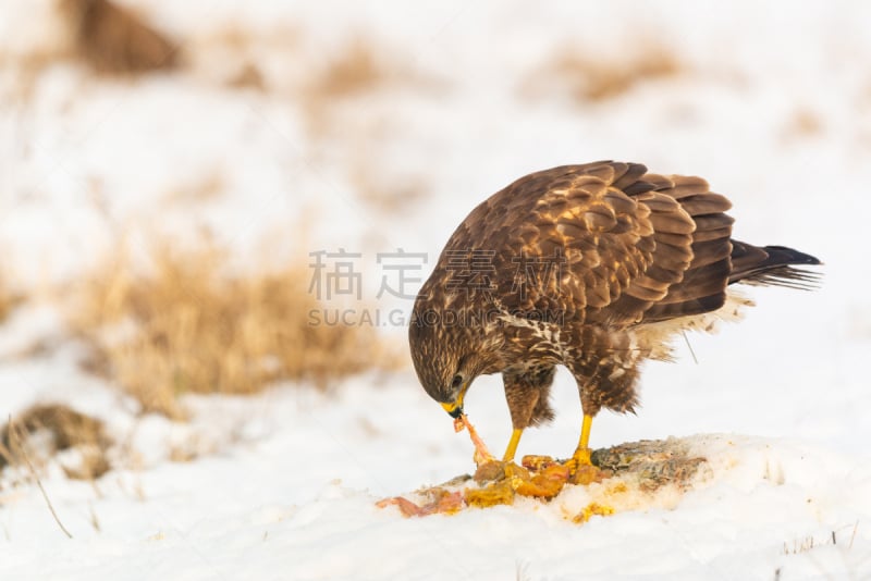 雪,欧洲秃鹰,肉,寒冷,匈牙利,食品,野生动物,翅膀,老鹰,生物