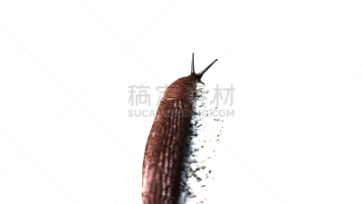 茶红斑蛾,鼻涕虫,水平画幅,沙子,2015年,下颚须,杂食动物,泥泞的,触须,摄影